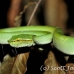 viper_green_tangkoko_h_0055_sul1228.jpg